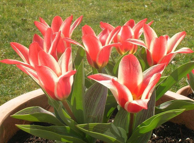tulipes